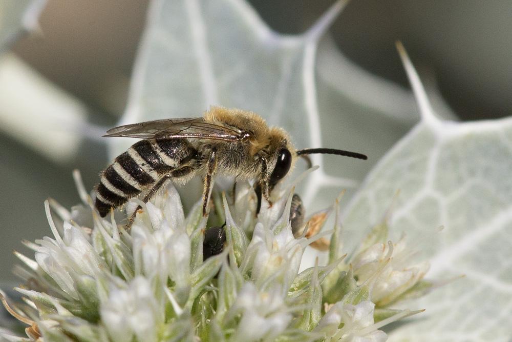 Colletes hylaeiformis Eversmann, 1852