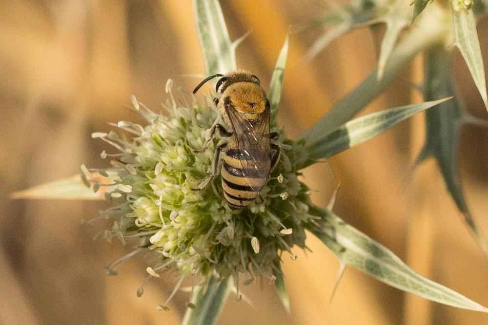  Colletes hylaeiformis Eversmann, 1852