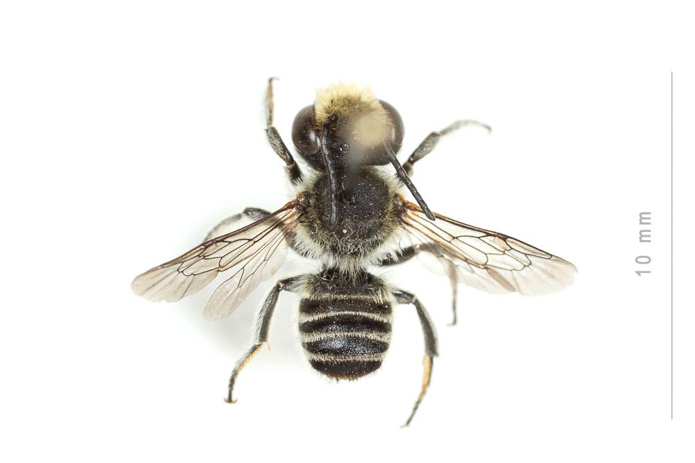 Megachile pilidens Alfken, 1924