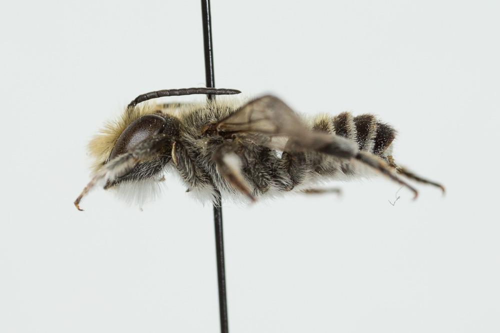 Megachile pilidens Alfken, 1924
