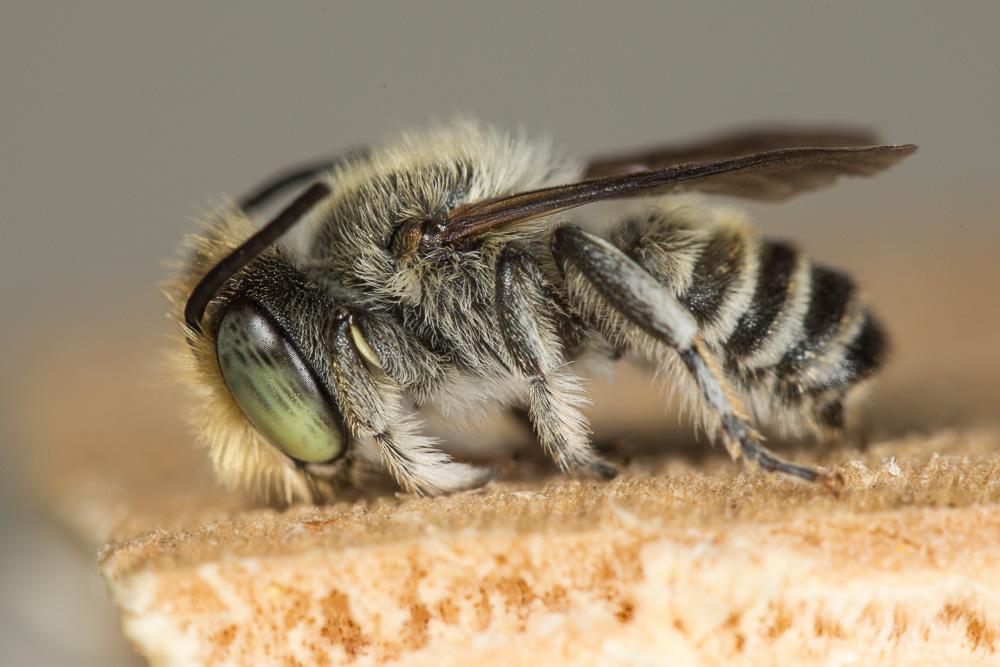 Megachile pilidens Alfken, 1924