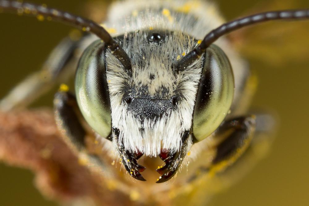 Megachile pilidens Alfken, 1924