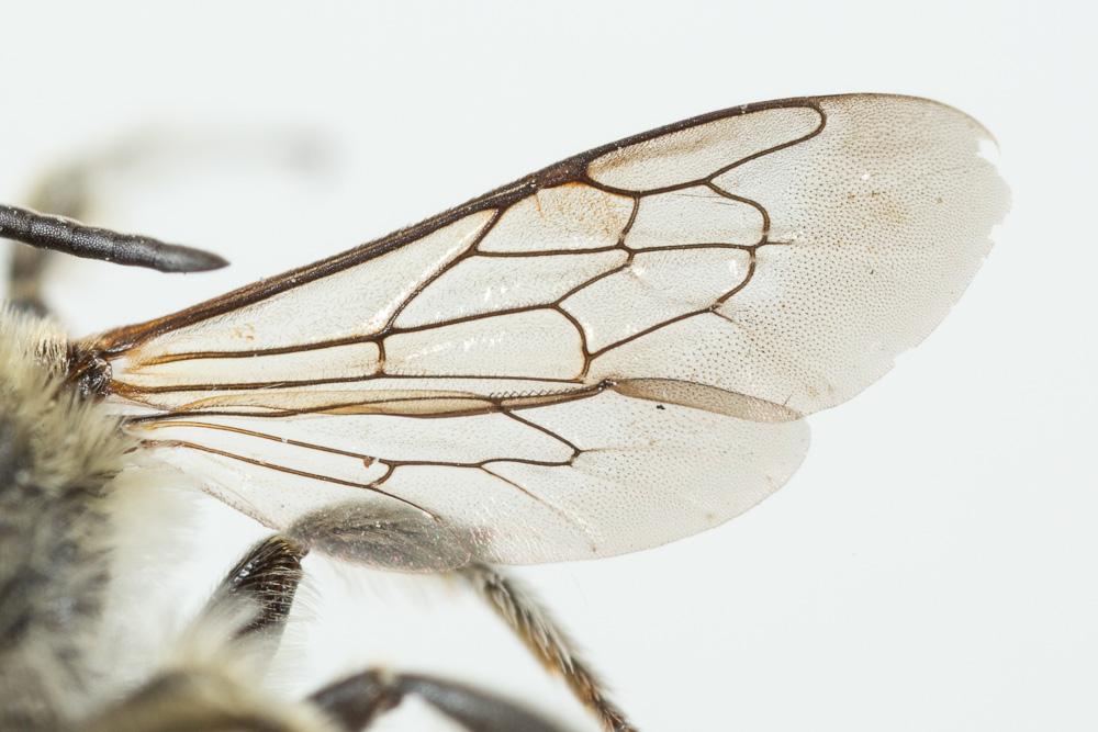 Megachile pilidens Alfken, 1924