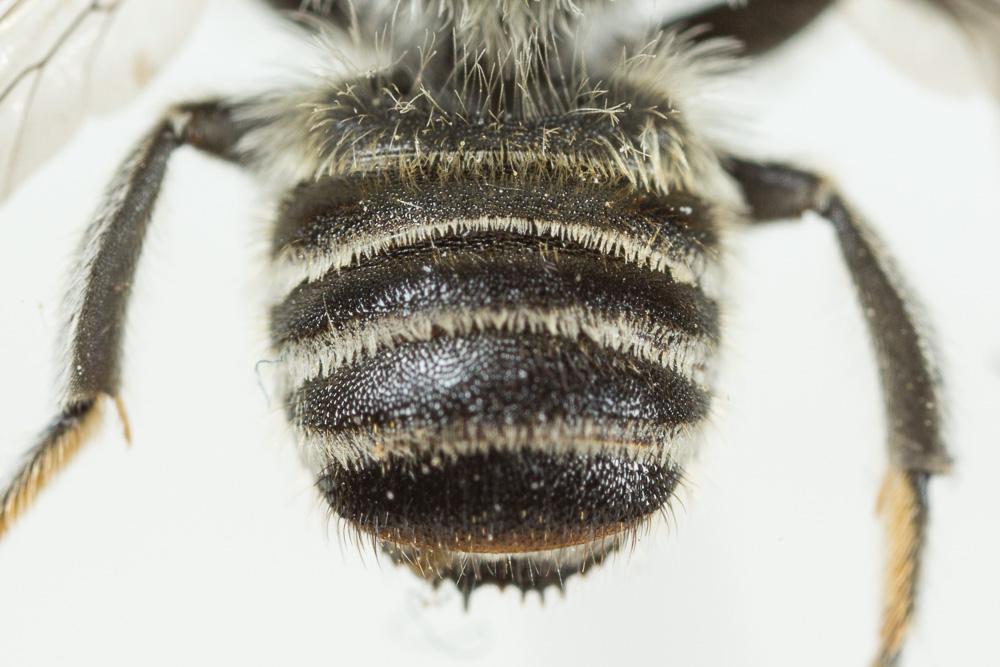 Megachile pilidens Alfken, 1924
