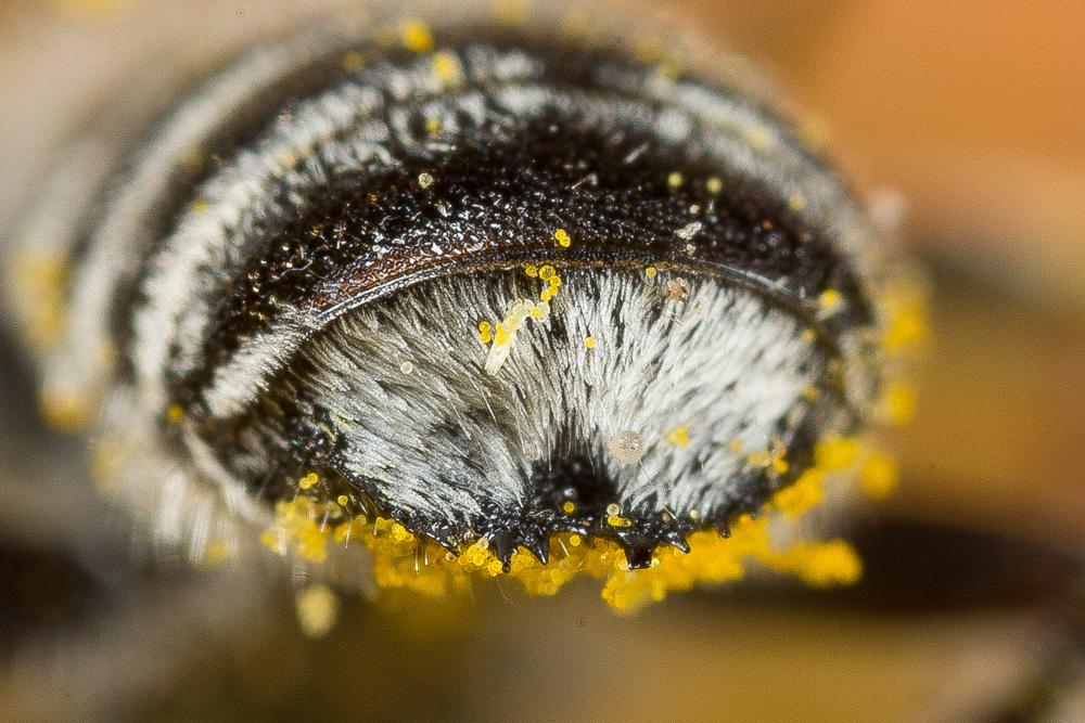  Megachile pilidens Alfken, 1924