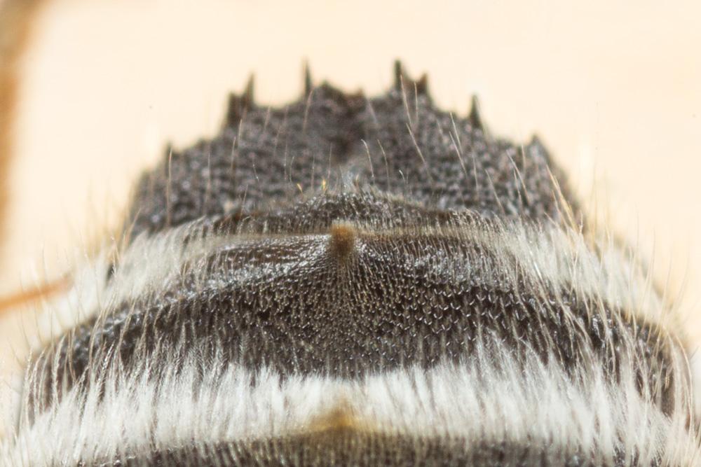 Megachile pilidens Alfken, 1924