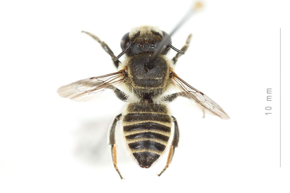  Megachile pilidens Alfken, 1924
