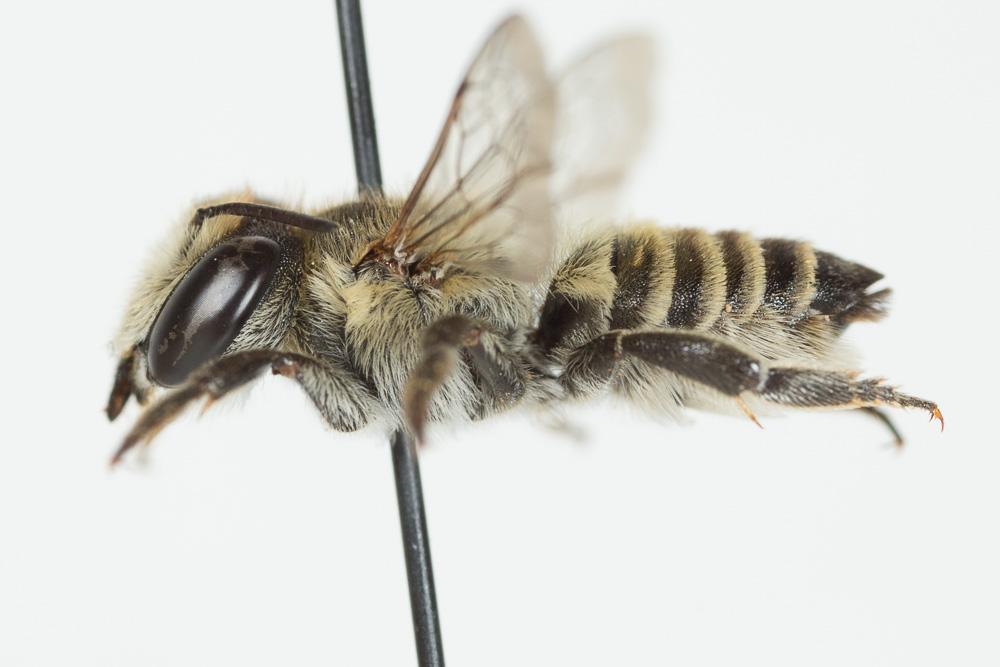 Megachile pilidens Alfken, 1924