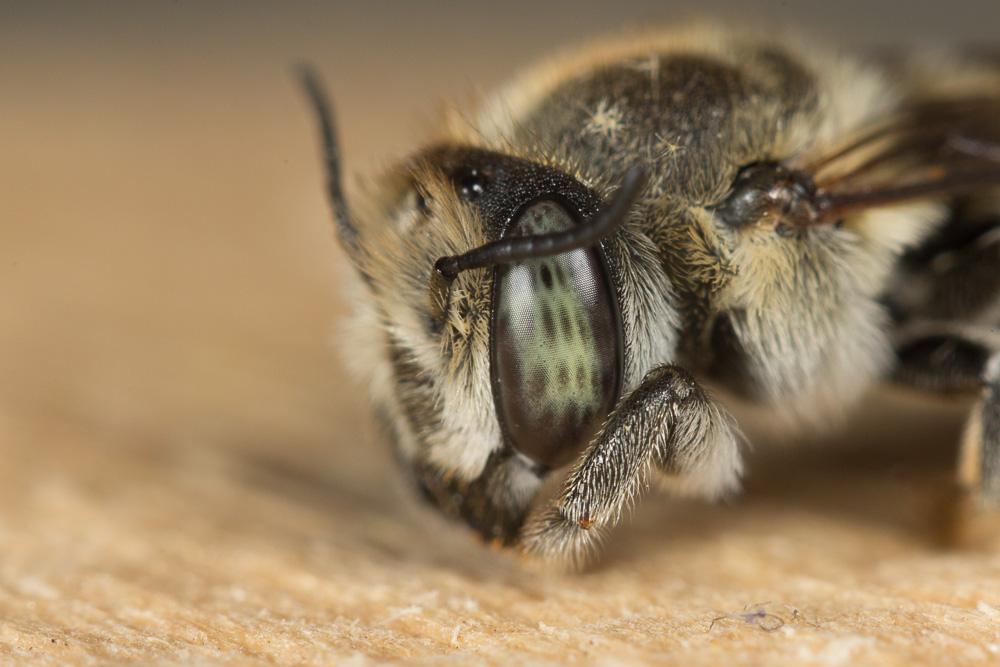  Megachile pilidens Alfken, 1924