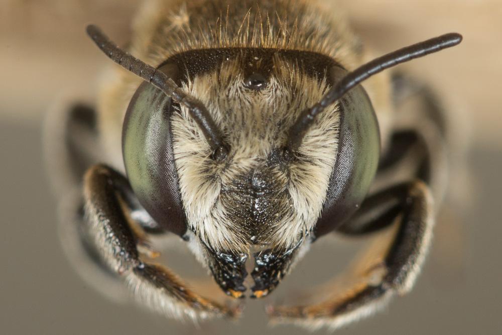 Megachile pilidens Alfken, 1924