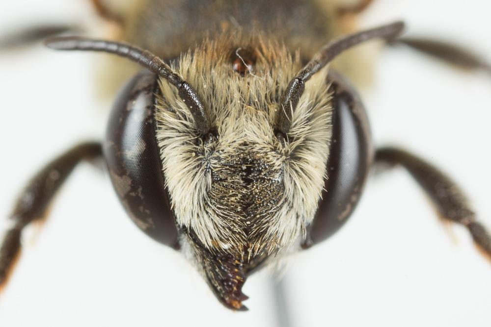 Megachile pilidens Alfken, 1924