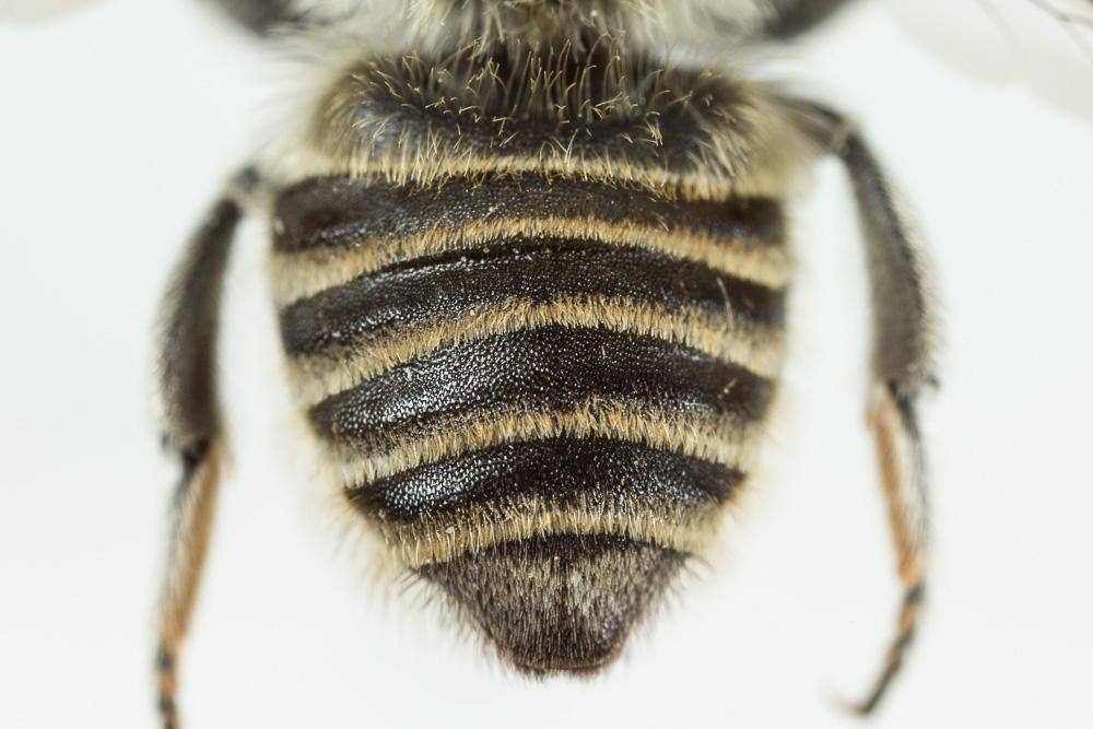  Megachile pilidens Alfken, 1924