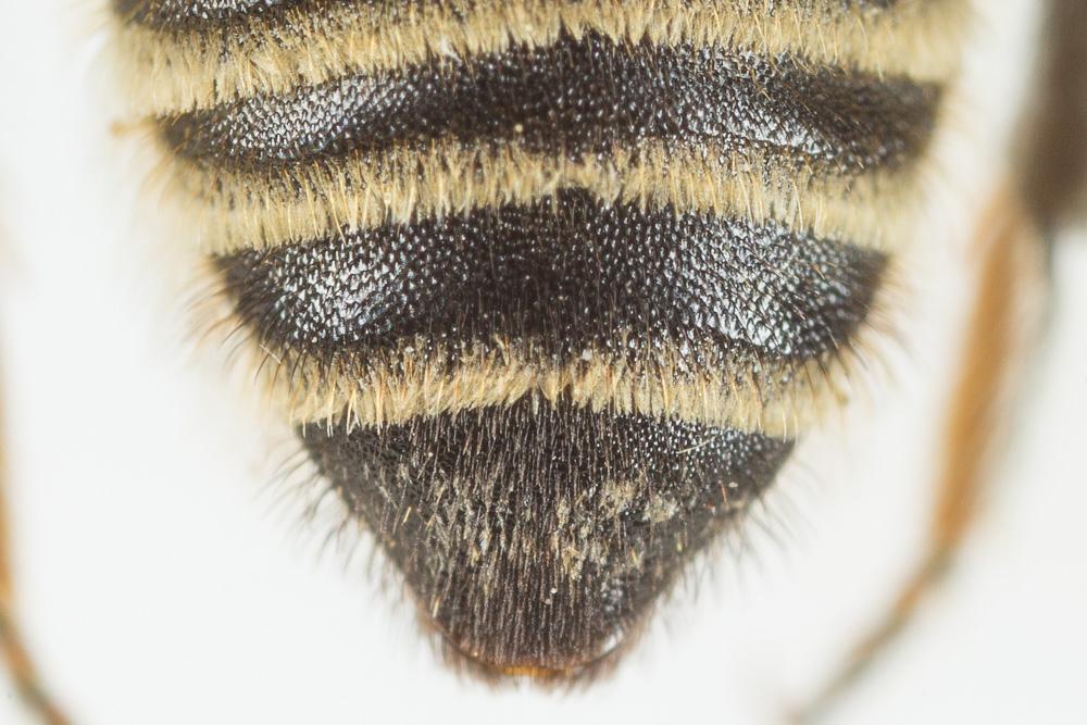Megachile pilidens Alfken, 1924