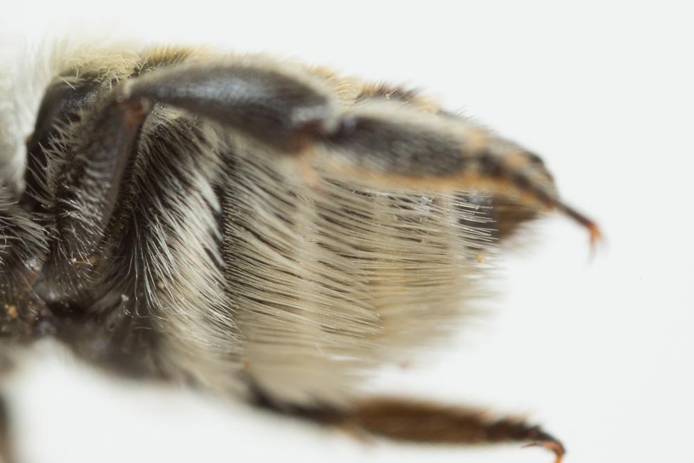  Megachile pilidens Alfken, 1924