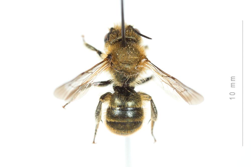  Osmia caerulescens (Linnaeus, 1758)