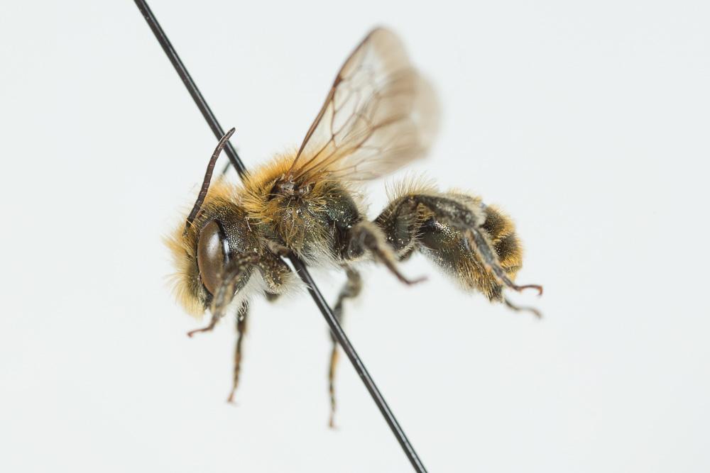  Osmia caerulescens (Linnaeus, 1758)