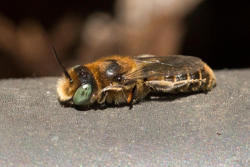  Osmia caerulescens (Linnaeus, 1758)