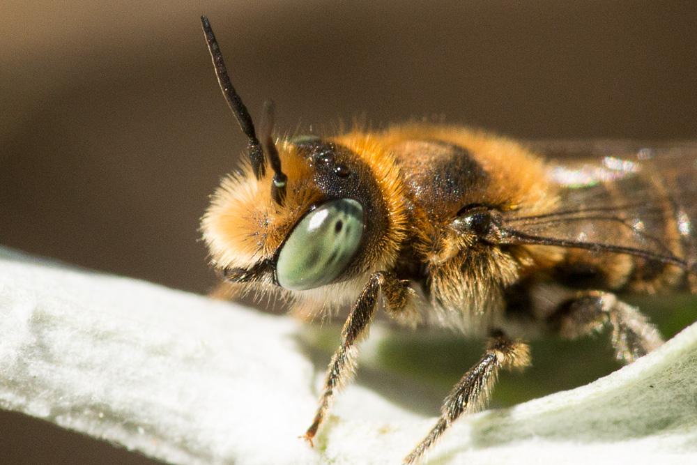  Osmia caerulescens (Linnaeus, 1758)