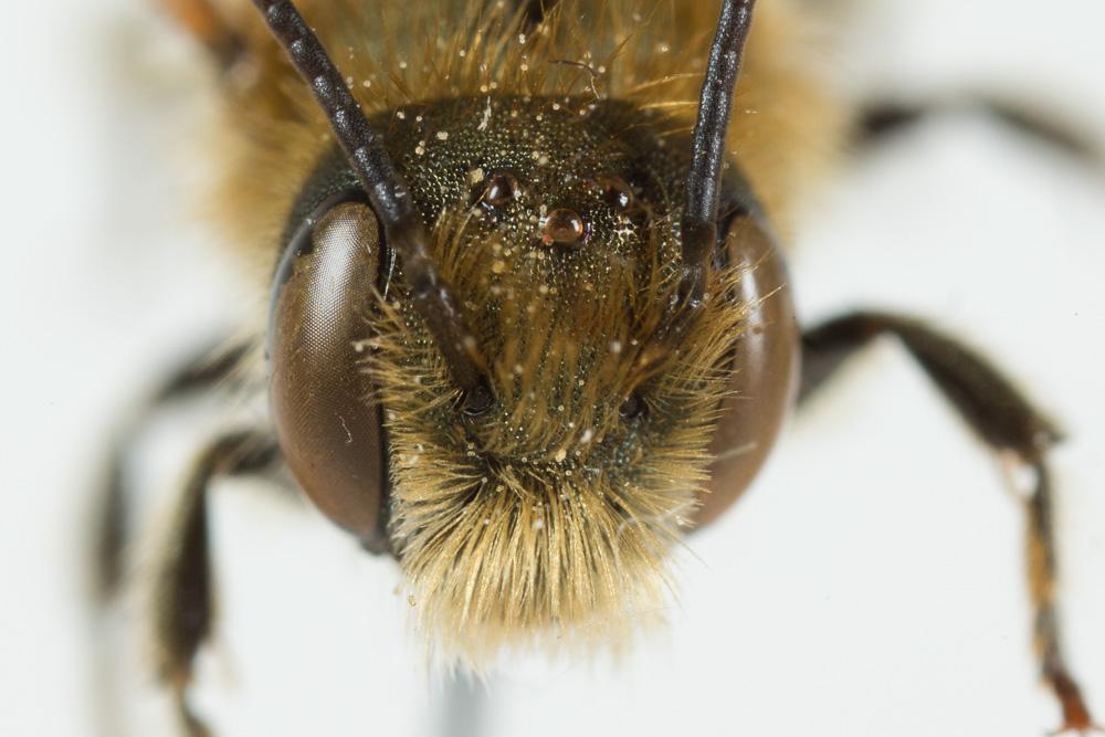  Osmia caerulescens (Linnaeus, 1758)