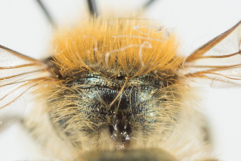 Osmia caerulescens (Linnaeus, 1758)