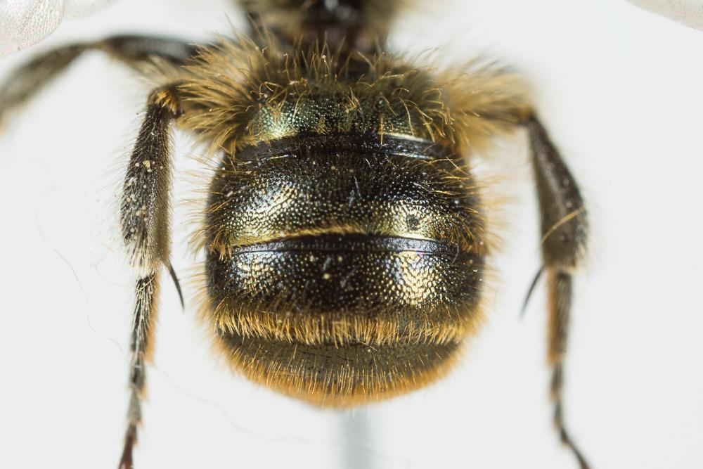Osmia caerulescens (Linnaeus, 1758)