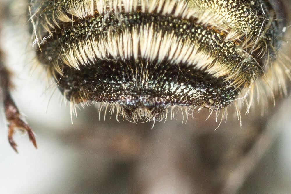  Osmia caerulescens (Linnaeus, 1758)