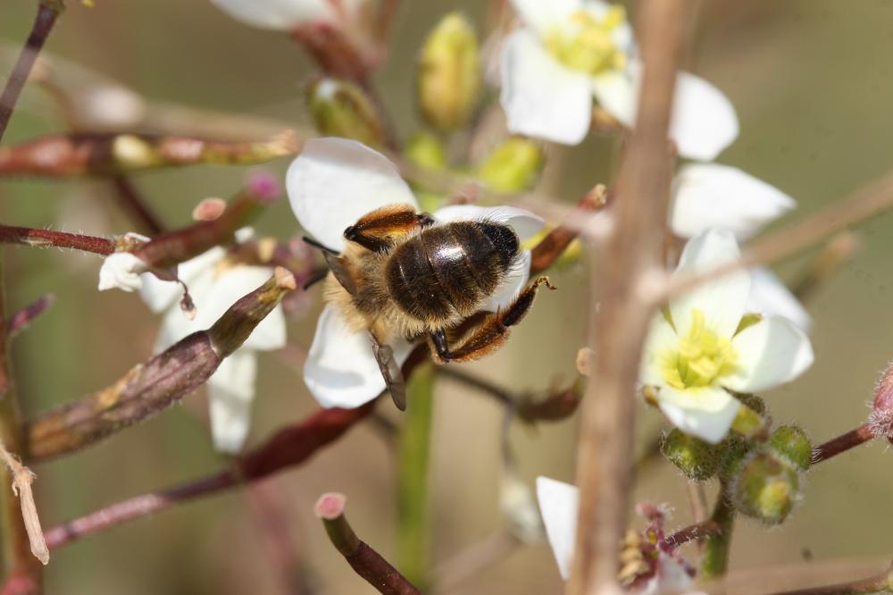Andrena nigroaenea (Kirby, 1802)