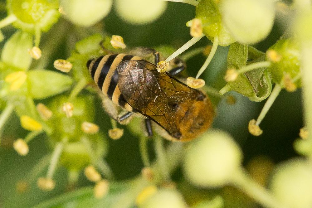 Collète du lierre Colletes hederae Schmidt & Westrich, 1993