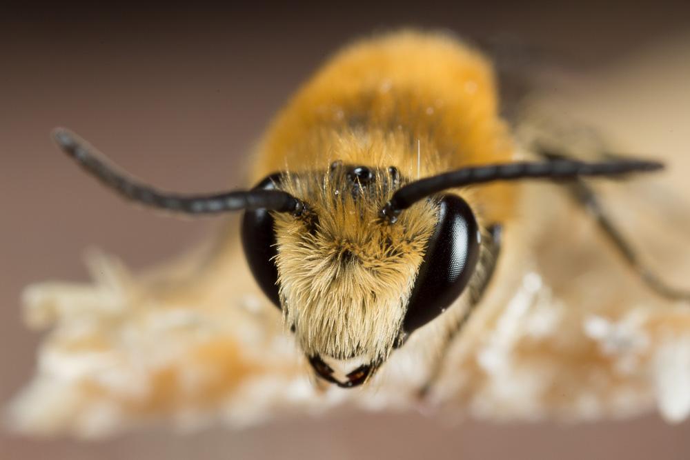 Collète du lierre Colletes hederae Schmidt & Westrich, 1993