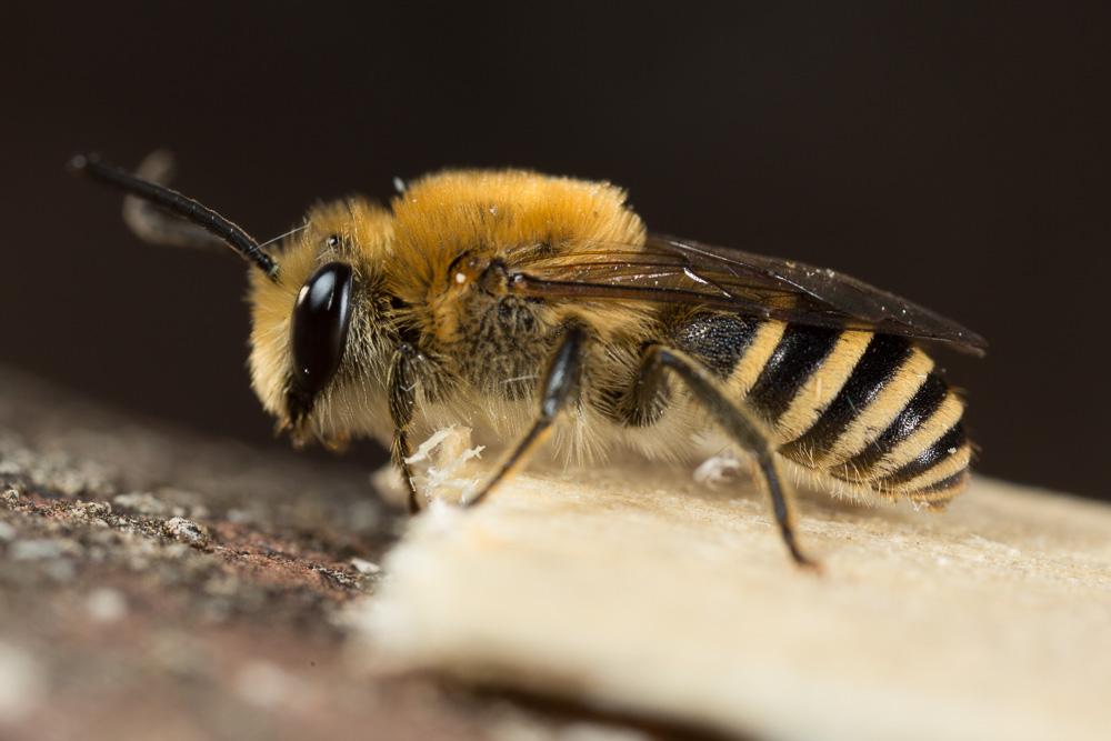 Collète du lierre Colletes hederae Schmidt & Westrich, 1993