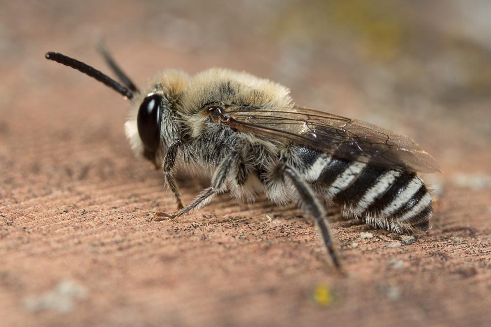 Collète du lierre Colletes hederae Schmidt & Westrich, 1993