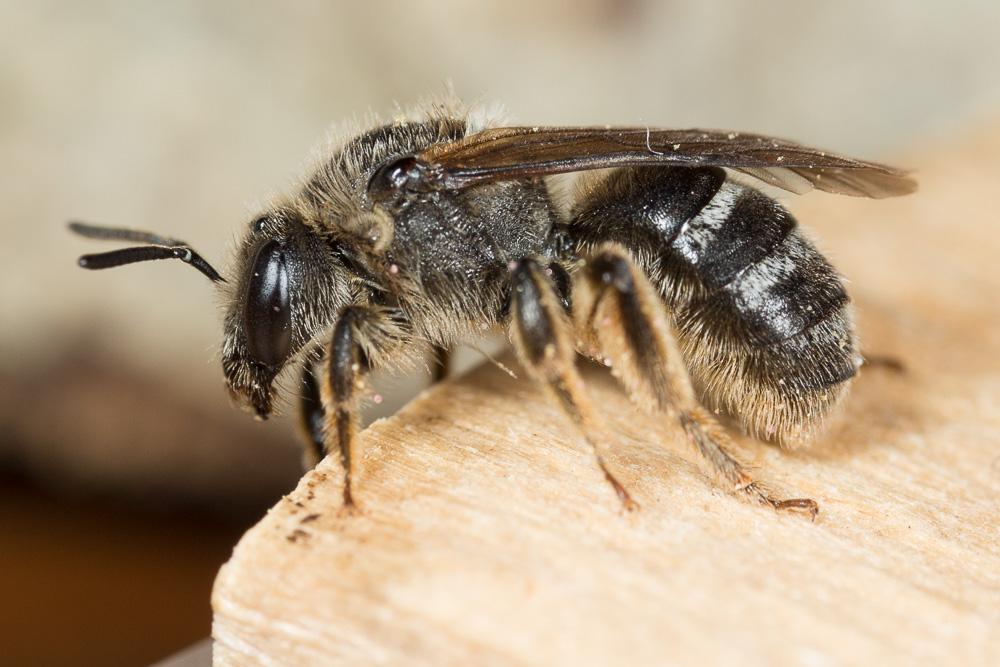 Lasioglossum leucozonium (Schrank, 1781)
