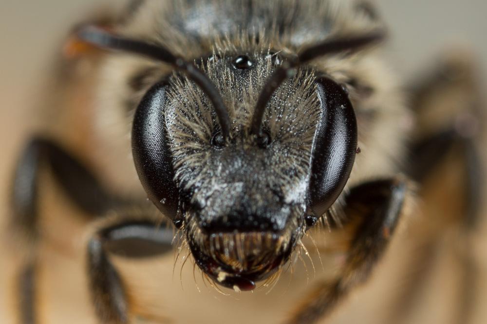  Lasioglossum leucozonium (Schrank, 1781)