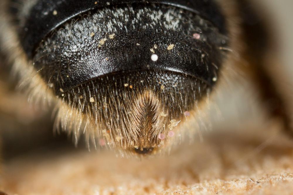  Lasioglossum leucozonium (Schrank, 1781)
