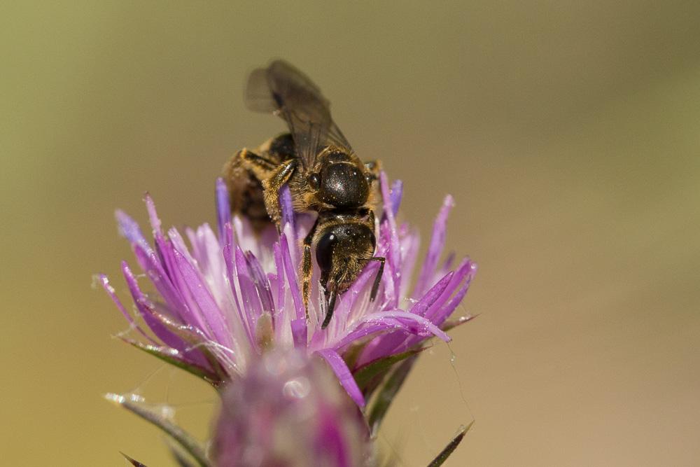 Lasioglossum nigripes (Lepeletier, 1841)