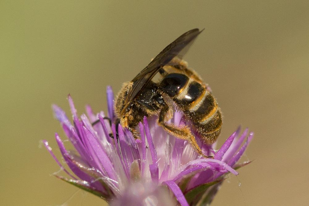 Lasioglossum nigripes (Lepeletier, 1841)