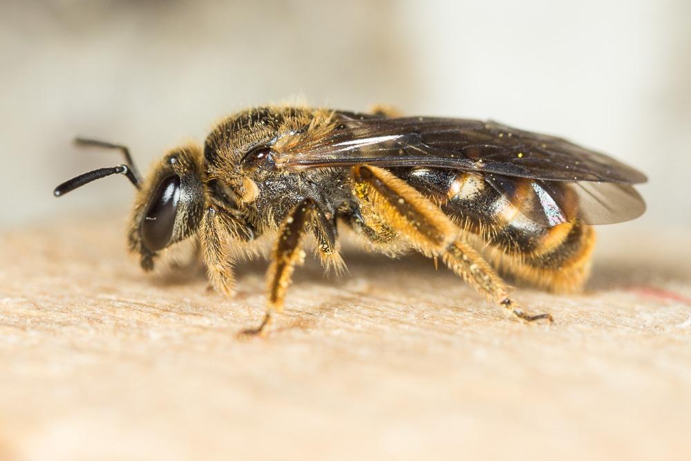  Lasioglossum nigripes (Lepeletier, 1841)