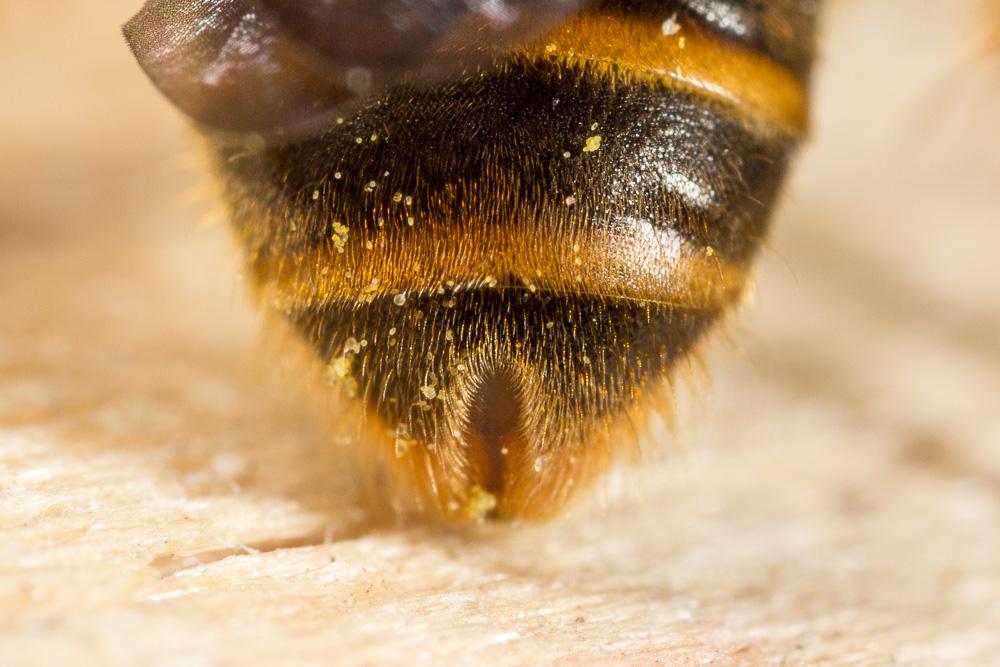  Lasioglossum nigripes (Lepeletier, 1841)