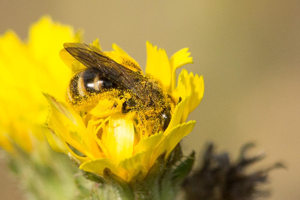 Lasioglossum nigripes (Lepeletier, 1841)