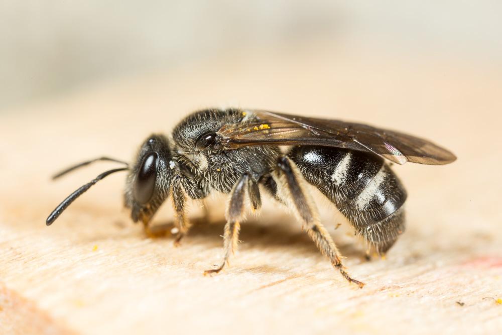  Lasioglossum bimaculatum (Dours, 1872)