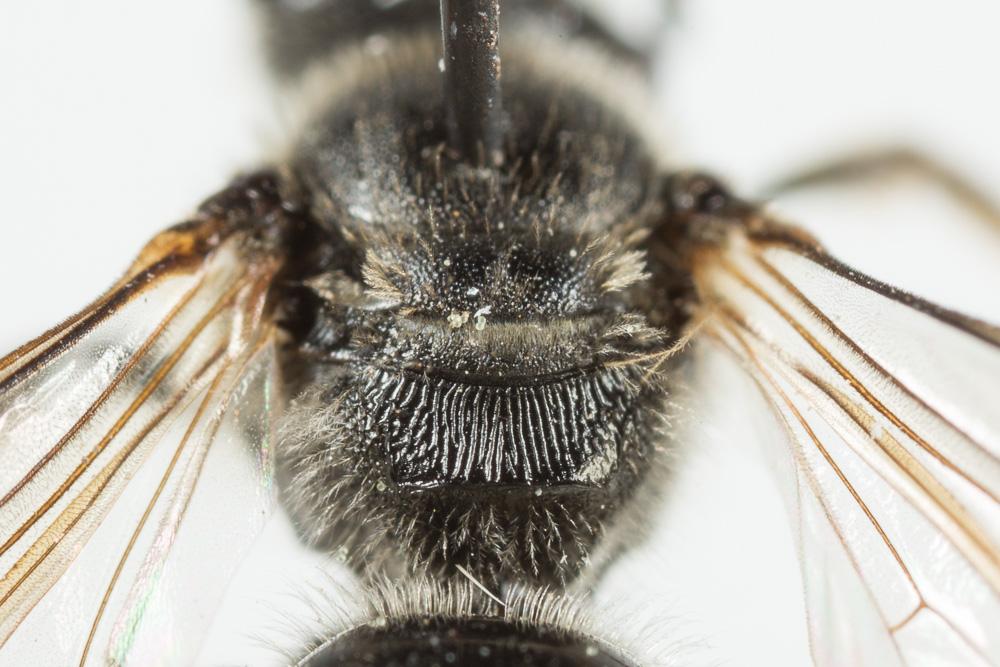 Lasioglossum bimaculatum (Dours, 1872)