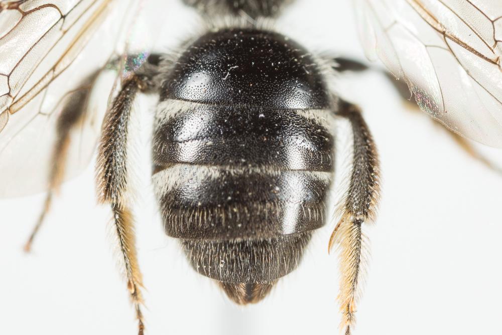 Lasioglossum bimaculatum (Dours, 1872)