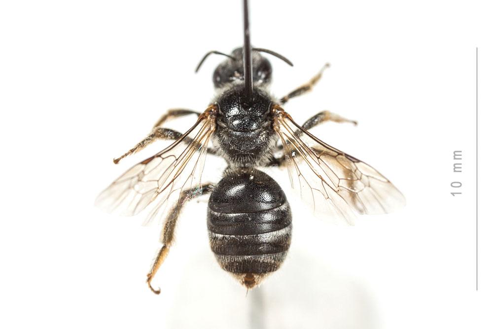 Le  Lasioglossum discus fertoni (Vachal, 1895)