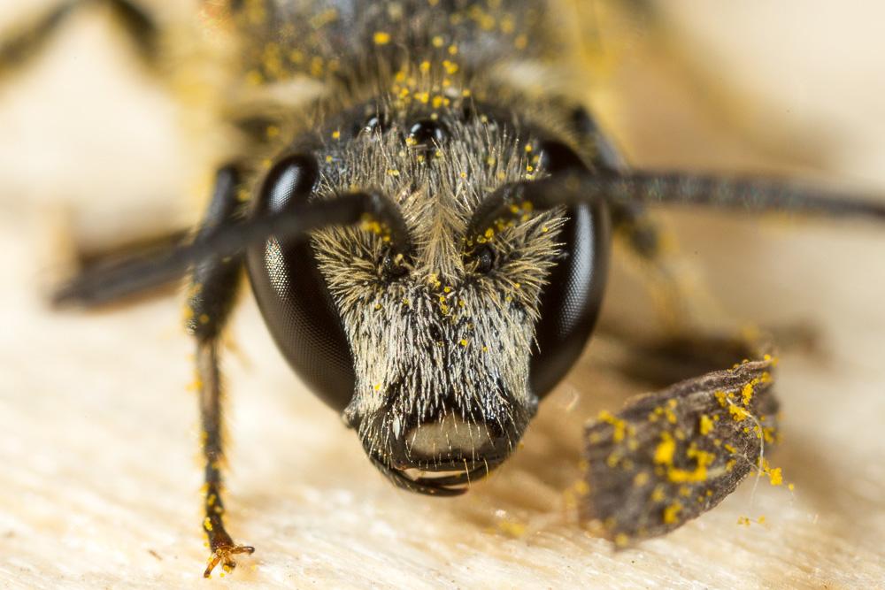  Lasioglossum nigripes (Lepeletier, 1841)