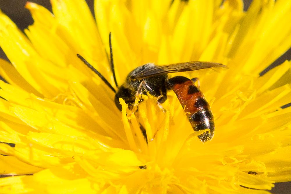 Lasioglossum calceatum (Scopoli, 1763)
