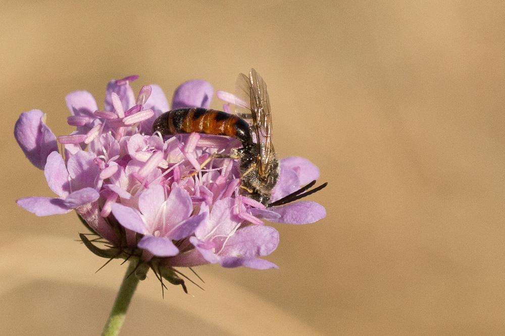 Lasioglossum calceatum (Scopoli, 1763)