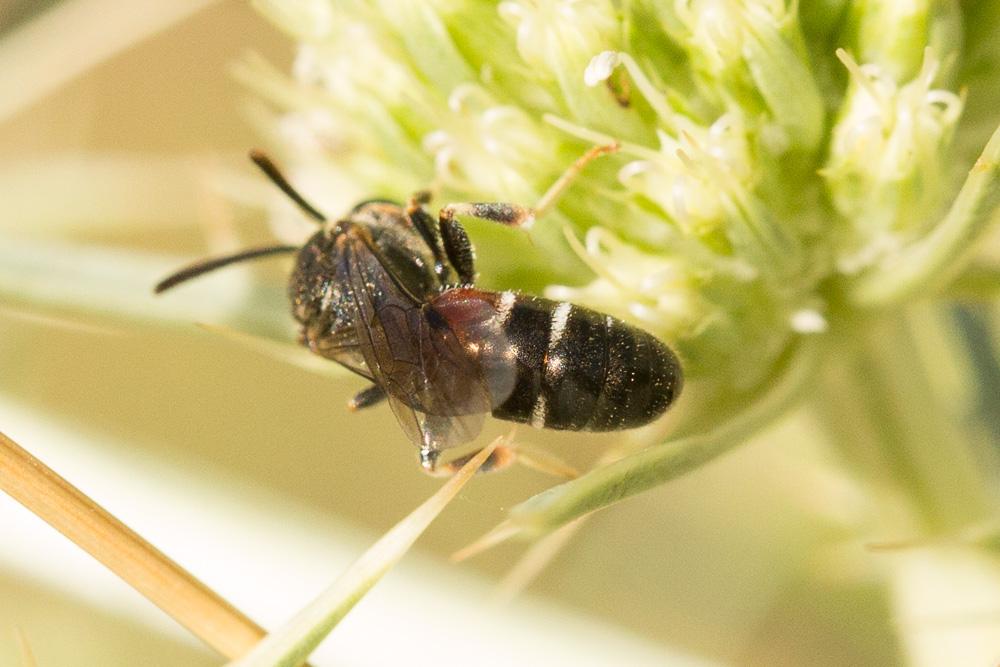 Lasioglossum interruptum (Panzer, 1798)