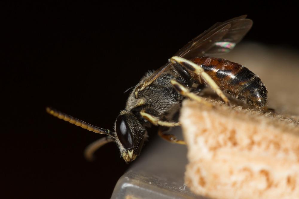 Lasioglossum malachurum (Kirby, 1802)