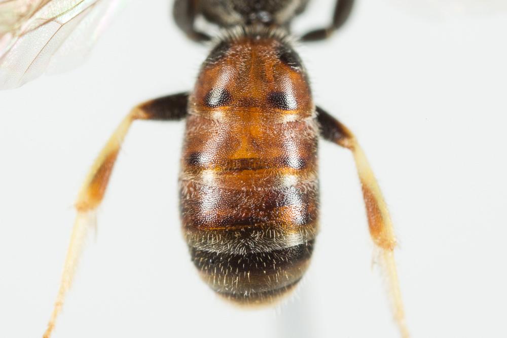  Lasioglossum malachurum (Kirby, 1802)