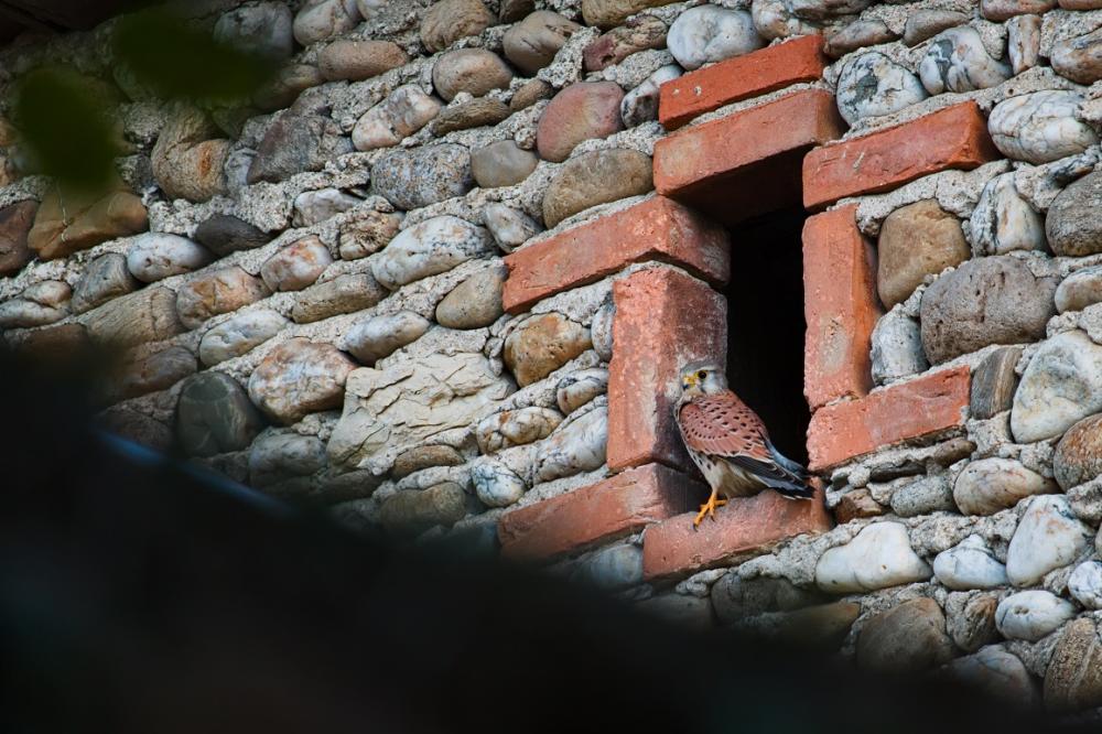 Faucon crécerelle Falco tinnunculus Linnaeus, 1758